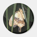 Search for moth magnets Animals