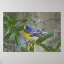 Search for larry ditto posters Bird