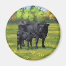Search for angus magnets Livestock