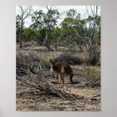 Search for kangaroo posters Wild
