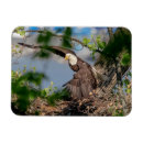 Search for bald eagles magnets Nature