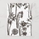 Search for jonquils postcards Narcissus