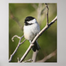 Search for chickadee posters Animals