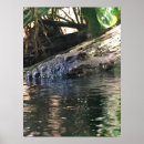 Search for alligators posters Animals