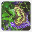 Search for tropical butterfly stickers Animal