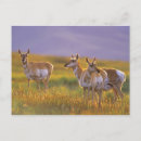 Search for range animal postcards Usa