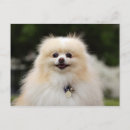 Search for spitz dog postcards Pomeranian