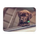 Search for labrador magnets Cute