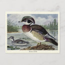 Search for wood ducks postcards Bird