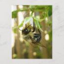 Search for bumble bee postcards Floral