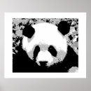 Search for black and white bear posters Panda