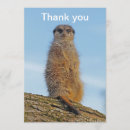 Search for meerkat thank you cards Animal