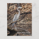 Search for blue heron postcards Photography