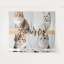 Search for pet name art Kitten
