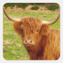 Search for scottish highland cow stickers Animal