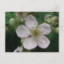 Search for macro flower postcards Petals