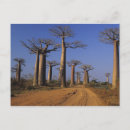 Search for morondava Vegetation