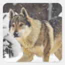 Search for snow wolf stickers Wild animal