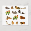 Search for dog with bird postcards Cat
