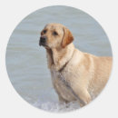 Search for beach dog stickers Water