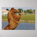 Search for rearing posters Equestrian