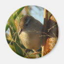 Search for marshes magnets Wren