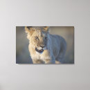 Search for lion portrait canvas prints Nature