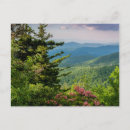 Search for mountain laurel flower postcards Forest