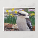 Search for australian postcards Kookaburra
