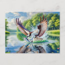 Search for talons postcards Wildlife