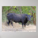 Search for angus posters Cow