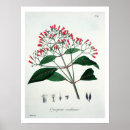 Search for ros posters L f j