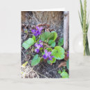 Search for violet cards Flower