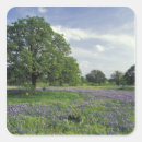 Search for texas blues stickers Nature