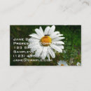 Search for daisies business cards Wildflowers