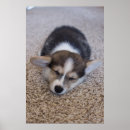 Search for corgi posters Pembroke welsh corgi