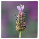 Search for herbe 6x6 tiles Flowers