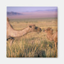 Search for gobi Environment