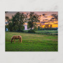 Search for horse sunset postcards Kentucky