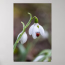Search for ladybug art Flowers