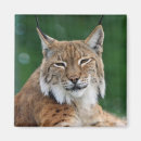 Search for wildcat magnets Lynx