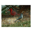Search for photo of a cardinal Birds