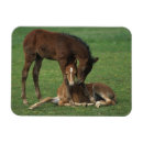 Search for morgans magnets Equestrian