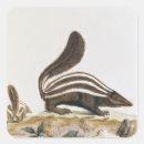 Search for skunk stickers Mammal