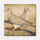 Search for mourning magnets Wildlife