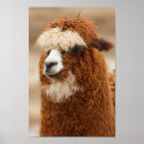 Search for llama photography Funny