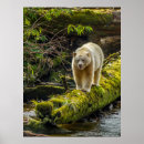 Search for spirit bear posters Cathy