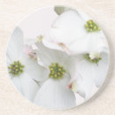 Search for cornus Flowering