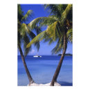 Search for negril posters Palm tree