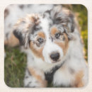 Search for australian coasters Puppy